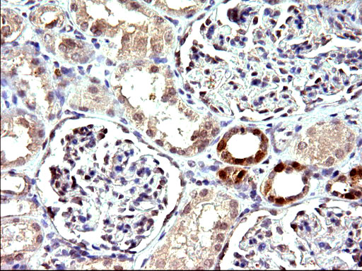 EMC8 / COX4NB Antibody - IHC of paraffin-embedded Human Kidney tissue using anti-COX4NB mouse monoclonal antibody. (Heat-induced epitope retrieval by 10mM citric buffer, pH6.0, 120°C for 3min).