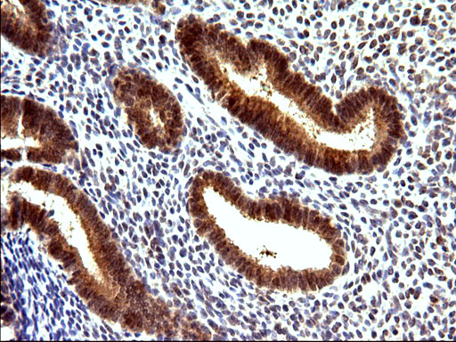 EMC8 / COX4NB Antibody - IHC of paraffin-embedded Human endometrium tissue using anti-COX4NB mouse monoclonal antibody. (Heat-induced epitope retrieval by 10mM citric buffer, pH6.0, 120°C for 3min).