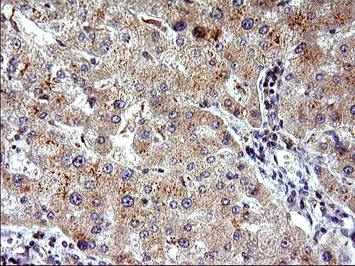 EMC8 / COX4NB Antibody - IHC of paraffin-embedded Human pancreas tissue using anti-COX4NB mouse monoclonal antibody. (Heat-induced epitope retrieval by 10mM citric buffer, pH6.0, 120°C for 3min).