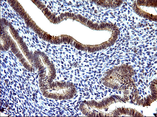 EMC8 / COX4NB Antibody - IHC of paraffin-embedded Human endometrium tissue using anti-COX4NB mouse monoclonal antibody. (Heat-induced epitope retrieval by 10mM citric buffer, pH6.0, 120°C for 3min).
