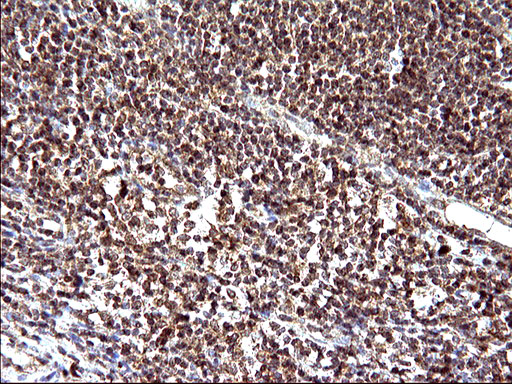 EMC8 / COX4NB Antibody - IHC of paraffin-embedded Human lymph node tissue using anti-COX4NB mouse monoclonal antibody. (Heat-induced epitope retrieval by 10mM citric buffer, pH6.0, 120°C for 3min).