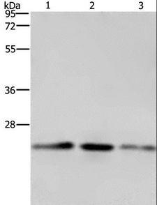 EMC8 / COX4NB Antibody - Western blot analysis of A549, HeLa and HT-29 cell, using EMC8 Polyclonal Antibody at dilution of 1:600.