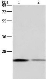 EMC8 / COX4NB Antibody - Western blot analysis of HeLa and HT-29 cell, using EMC8 Polyclonal Antibody at dilution of 1:650.