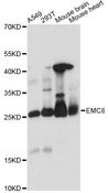 EMC8 / COX4NB Antibody - Western blot analysis of extracts of various cell lines, using EMC8 antibody at 1:1000 dilution. The secondary antibody used was an HRP Goat Anti-Rabbit IgG (H+L) at 1:10000 dilution. Lysates were loaded 25ug per lane and 3% nonfat dry milk in TBST was used for blocking. An ECL Kit was used for detection and the exposure time was 10s.