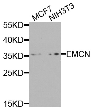 EMCN / Endomucin Antibody - Western blot analysis of extracts of various cells.