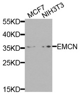 EMCN / Endomucin Antibody - Western blot analysis of extracts of various cells.