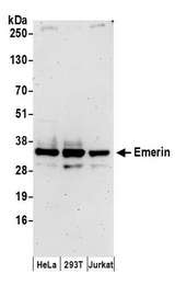 EMD / Emerin Antibody - Detection of human Emerin by western blot. Samples: Whole cell lysate (50 µg) from HeLa, HEK293T, and Jurkat cells prepared using NETN lysis buffer. Antibodies: Affinity purified rabbit anti-Emerin antibody used for WB at 0.1 µg/ml. Detection: Chemiluminescence with an exposure time of 3 minutes.