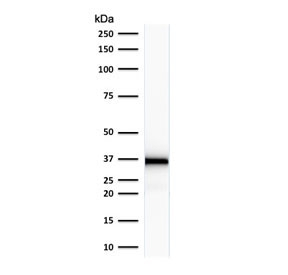 EMD / Emerin Antibody - Western blot testing of human HeLa cell lysate with Emerin antibody (clone EMD/2167). Expected molecular weight: 29-34 kDa.
