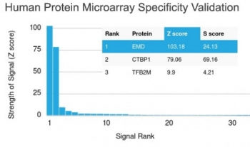 EMD / Emerin Antibody - Analysis of HuProt(TM) microarray containing more than 19,000 full-length human proteins using Emerin antibody (clone EMD/2167). These results demonstrate the foremost specificity of the EMD/2167 mAb. Z- and S- score: The Z-score represents the strength of a signal that an antibody (in combination with a fluorescently-tagged anti-IgG secondary Ab) produces when binding to a particular protein on the HuProt(TM) array. Z-scores are described in units of standard deviations (SDs) above the mean value of all signals generated on that array. If the targets on the HuProt(TM) are arranged in descending order of the Z-score, the S-score is the difference (also in units of SDs) between the Z-scores. The S-score therefore represents the relative target specificity of an Ab to its intended target.