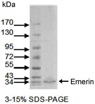 EMD / Emerin Antibody - 3-15% SDS-Page, with extract of normal human fibroblast
