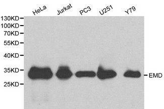 EMD / Emerin Antibody - Western blot of EMD pAb in extracts from Hela, Jurkat, PC3, U251 and Y79 cells.