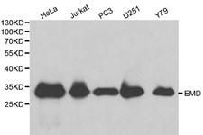 EMD / Emerin Antibody - Western blot of EMD pAb in extracts from Hela, Jurkat, PC3, U251 and Y79 cells.