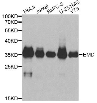 EMD / Emerin Antibody - Western blot analysis of extracts of various cell lines, using EMD antibody at 1:1000 dilution. The secondary antibody used was an HRP Goat Anti-Rabbit IgG (H+L) at 1:10000 dilution. Lysates were loaded 25ug per lane and 3% nonfat dry milk in TBST was used for blocking.