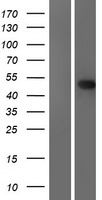 EME2 Protein - Western validation with an anti-DDK antibody * L: Control HEK293 lysate R: Over-expression lysate