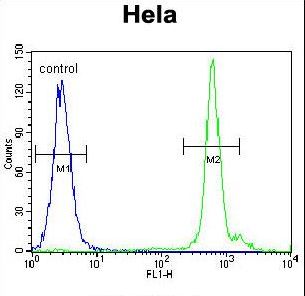 EMG1 / NEP1 Antibody - EMG1 Antibody flow cytometry of HeLa cells (right histogram) compared to a negative control cell (left histogram). FITC-conjugated goat-anti-rabbit secondary antibodies were used for the analysis.