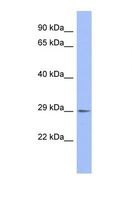 EMG1 / NEP1 Antibody - Western blot of Human THP-1. EMG1 antibody dilution 1.0 ug/ml.  This image was taken for the unconjugated form of this product. Other forms have not been tested.