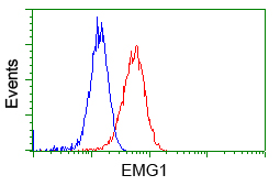 EMG1 / NEP1 Antibody - Flow cytometric Analysis of Hela cells, using anti-EMG1 antibody, (Red), compared to a nonspecific negative control antibody, (Blue).