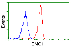 EMG1 / NEP1 Antibody - Flow cytometric Analysis of Jurkat cells, using anti-EMG1 antibody, (Red), compared to a nonspecific negative control antibody, (Blue).