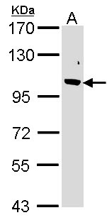 EMI2 / FBXO43 Antibody - Sample (30 ug of whole cell lysate). A:293T. 7.5% SDS PAGE. EMI2 / FBXO43 antibody diluted at 1:1000.