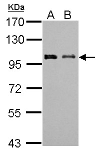 EMI2 / FBXO43 Antibody - Sample (30 ug of whole cell lysate). A: NIH-3T3, B: JC. 7.5% SDS PAGE. EMI2 / FBXO43 antibody diluted at 1:1000.