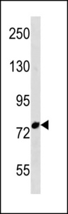EMI2 / FBXO43 Antibody - FBXO43 Antibody western blot of Ramos cell line lysates (35 ug/lane). The FBXO43 antibody detected the FBXO43 protein (arrow).