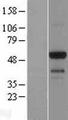 EMID1 Protein - Western validation with an anti-DDK antibody * L: Control HEK293 lysate R: Over-expression lysate