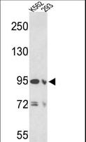 EMILIN1 / EMI Antibody - Western blot of EMILIN1 Antibody in K562 and 293 cell line lysates (35 ug/lane). EMILIN1 (arrow) was detected using the purified antibody.