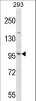 EMILIN3 Antibody - EMILIN3 Antibody western blot of 293 cell line lysates (35 ug/lane). The EMILIN3 antibody detected the EMILIN3 protein (arrow).