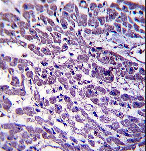 EMILIN3 Antibody - EMILIN3 Antibody immunohistochemistry of formalin-fixed and paraffin-embedded human heart tissue followed by peroxidase-conjugated secondary antibody and DAB staining.