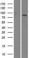 EMILIN3 Protein - Western validation with an anti-DDK antibody * L: Control HEK293 lysate R: Over-expression lysate