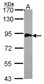 EML1 / EMAP Antibody - Sample (30 ug of whole cell lysate). A: H1299. 7.5% SDS PAGE. EML1 antibody. EML1 / EMAP antibody diluted at 1:500.