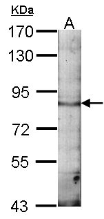 EML1 / EMAP Antibody - Sample (30 ug of whole cell lysate). A: NIH-3T3. 7.5% SDS PAGE. EML1 / EMAP antibody diluted at 1:1000.