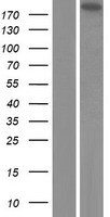 EML5 Protein - Western validation with an anti-DDK antibody * L: Control HEK293 lysate R: Over-expression lysate