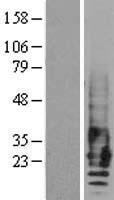 EMP2 Protein - Western validation with an anti-DDK antibody * L: Control HEK293 lysate R: Over-expression lysate