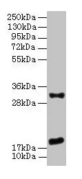 EMP3 Antibody - Western Blot All lanes: EMP3 antibody at 3 µg/ml + Mouse heart tissue Secondary Goat polyclonal to rabbit IgG at 1/10000 dilution Predicted band size: 18 kDa Observed band size: 18, 31 kDa