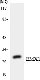 EMX1 Antibody - Western blot analysis of the lysates from Jurkat cells using EMX1 antibody.