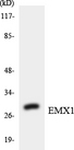 EMX1 Antibody - Western blot analysis of the lysates from Jurkat cells using EMX1 antibody.