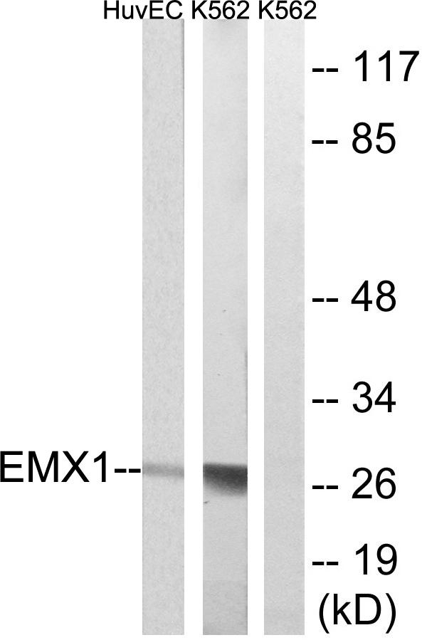 EMX1 Antibody - Western blot analysis of extracts from HuvEc and K562 cells, using EMX1 antibody.