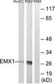 EMX1 Antibody - Western blot analysis of extracts from HuvEc and K562 cells, using EMX1 antibody.