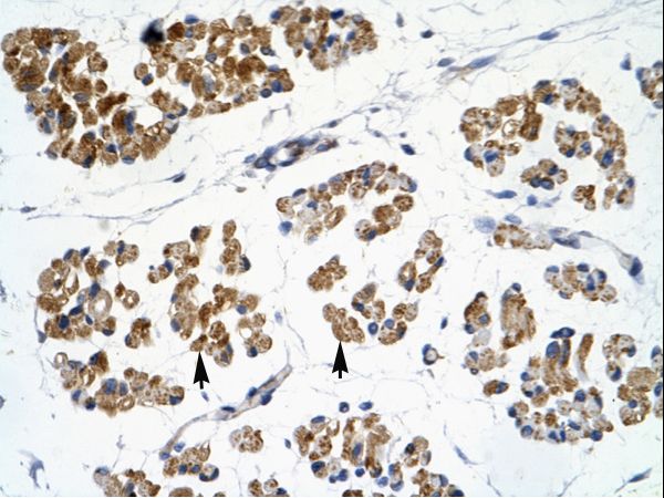 EMX2 Antibody - Human Muscle.  This image was taken for the unconjugated form of this product. Other forms have not been tested.