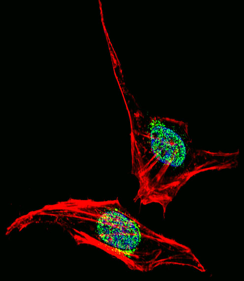 EN2 Antibody - Fluorescent confocal image of HeLa cell stained with EN2 Antibody. HeLa cells were fixed with 4% PFA (20 min), permeabilized with Triton X-100 (0.1%, 10 min), then incubated with EN2 primary antibody (1:25, 1 h at 37°C). For secondary antibody, Alexa Fluor 488 conjugated donkey anti-rabbit antibody (green) was used (1:400, 50 min at 37°C). Cytoplasmic actin was counterstained with Alexa Fluor 555 (red) conjugated Phalloidin (7units/ml, 1 h at 37°C). Nuclei were counterstained with DAPI (blue) (10 ug/ml, 10 min). EN2 immunoreactivity is localized to nucleus significantly and Cytoplasm weakly.