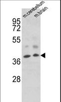 EN2 Antibody - Western blot of EN2 Antibody in mouse cerebellum, brain tissue lysates (35 ug/lane). EN2 (arrow) was detected using the purified antibody.