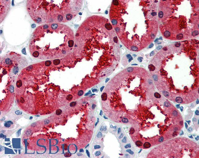 EN2 Antibody - Anti-EN2 antibody IHC of human kidney. Immunohistochemistry of formalin-fixed, paraffin-embedded tissue after heat-induced antigen retrieval. Antibody concentration 5 ug/ml.  This image was taken for the unconjugated form of this product. Other forms have not been tested.