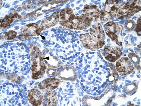 EN2 Antibody - Human Kidney.  This image was taken for the unconjugated form of this product. Other forms have not been tested.