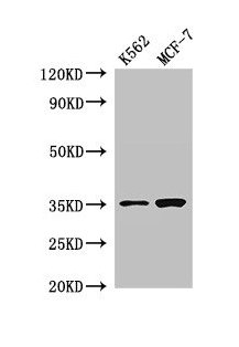 EN2 Antibody - Western Blot Positive WB detected in: K562 whole cell lysate, MCF-7 whole cell lysate All lanes: EN2 antibody at 2.8µg/ml Secondary Goat polyclonal to rabbit IgG at 1/50000 dilution Predicted band size: 35 kDa Observed band size: 35 kDa