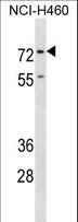 ENAH / MENA Antibody - ENAH Antibody western blot of NCI-H460 cell line lysates (35 ug/lane). The ENAH antibody detected the ENAH protein (arrow).