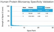 ENAH / MENA Antibody - Analysis of HuProt(TM) microarray containing more than 19,000 full-length human proteins using ENAH antibody (clone ENAH/1988). These results demonstrate the foremost specificity of the ENAH/1988 mAb. Z- and S- score: The Z-score represents the strength of a signal that an antibody (in combination with a fluorescently-tagged anti-IgG secondary Ab) produces when binding to a particular protein on the HuProt(TM) array. Z-scores are described in units of standard deviations (SD's) above the mean value of all signals generated on that array. If the targets on the HuProt(TM) are arranged in descending order of the Z-score, the S-score is the difference (also in units of SD's) between the Z-scores. The S-score therefore represents the relative target specificity of an Ab to its intended target.