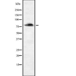 ENAH / MENA Antibody - Western blot analysis of ENAH using HepG2 whole cells lysates