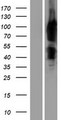 ENAH / MENA Protein - Western validation with an anti-DDK antibody * L: Control HEK293 lysate R: Over-expression lysate