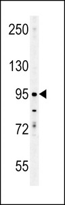 ENAM Antibody - ENAM Antibody western blot of K562 cell line lysates (35 ug/lane). The ENAM antibody detected the ENAM protein (arrow).